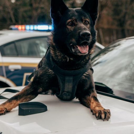 A police dog sitting on top of a police car, illustrating phone-sniffing dogs drawing attention