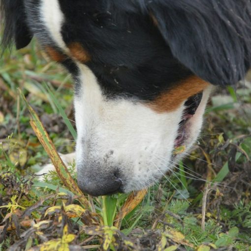 A close up of a dog sniffing the ground, illustrating dogs trained to find phones