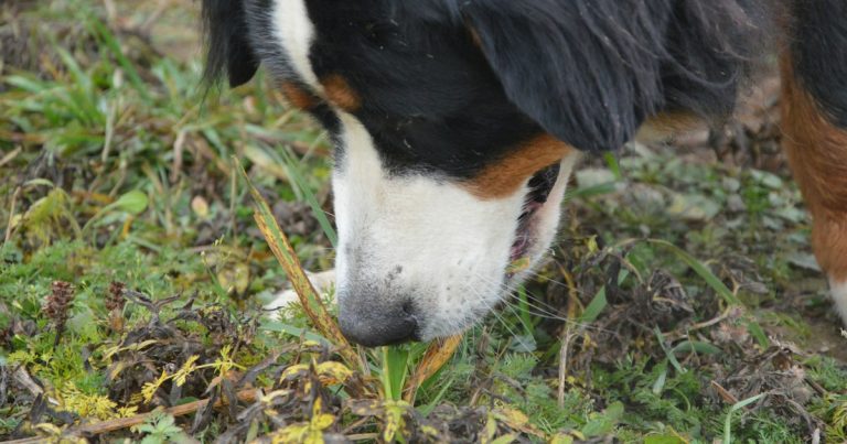 A close up of a dog sniffing the ground, illustrating dogs trained to find phones