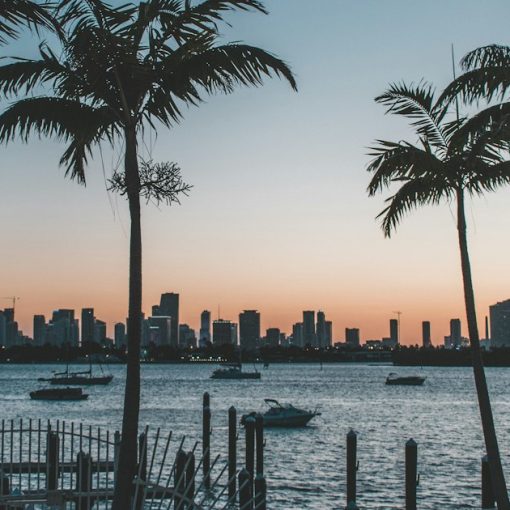 Silhouette of palm trees near body of water during sunset, illustrating phones in Florida cellblocks