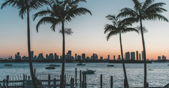 Silhouette of palm trees near body of water during sunset, illustrating phones in Florida cellblocks