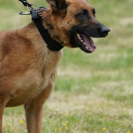 A police dog is held on a leash, illustrating two dogs to keep Florida prisons phone free