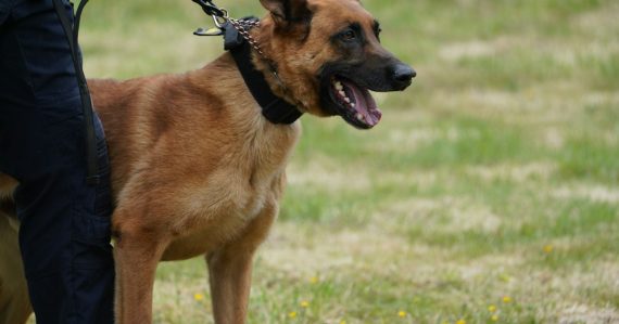 A police dog is held on a leash, illustrating two dogs to keep Florida prisons phone free