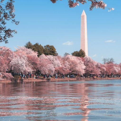 The Washington Monument framed by blooming cherry trees, illustrating a DC jail officer and ethics questions