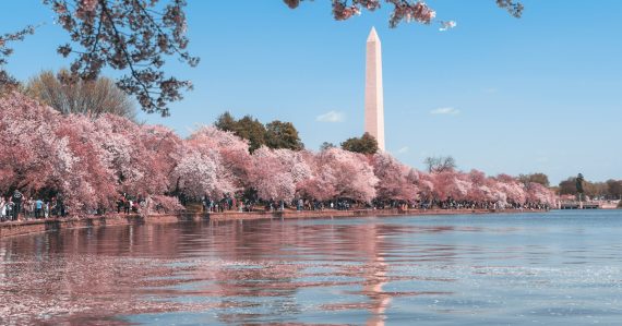 The Washington Monument framed by blooming cherry trees, illustrating a DC jail officer and ethics questions