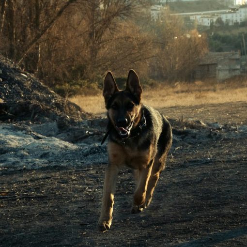 A dog running across a dirt field in the sun, illustrating a phone-sniffing dog in Oregon