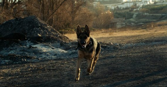 A dog running across a dirt field in the sun, illustrating a phone-sniffing dog in Oregon