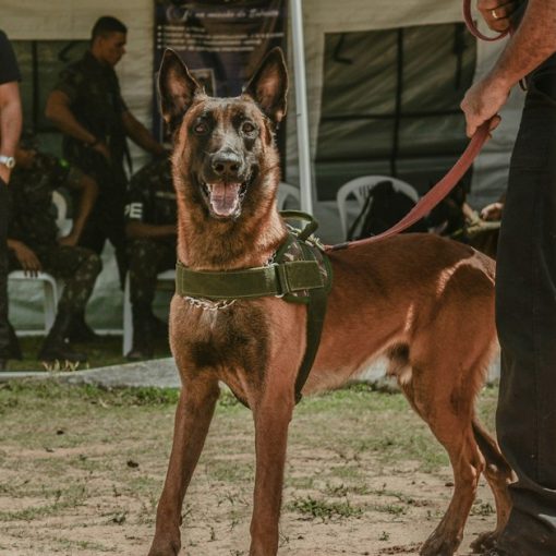 Belgian Malinois standing, illustrating a dog finding phones in Ohio