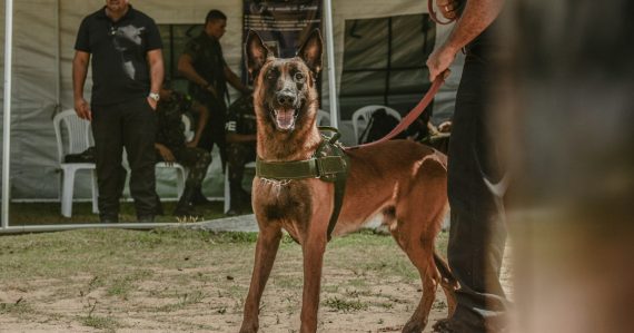 Belgian Malinois standing, illustrating a dog finding phones in Ohio