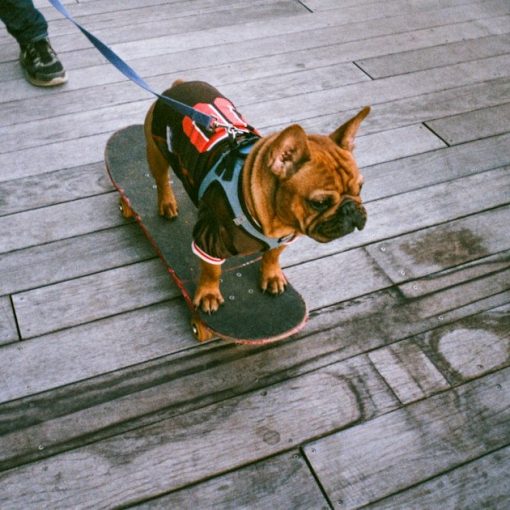 Brown short coated dog with black and red dog harness, illustrating a K9 searching a jail for phones
