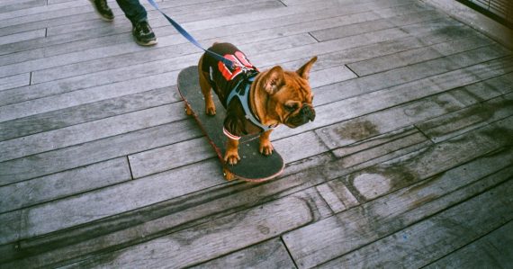 Brown short coated dog with black and red dog harness, illustrating a K9 searching a jail for phones