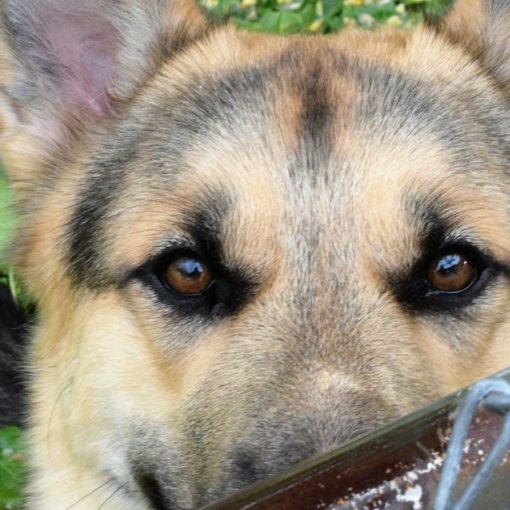 A close up of a dog behind a fence, illustrating a K9 search for prison phones