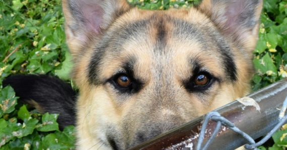 A close up of a dog behind a fence, illustrating a K9 search for prison phones
