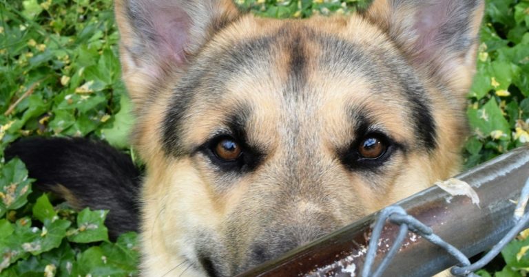 A close up of a dog behind a fence, illustrating a K9 search for prison phones