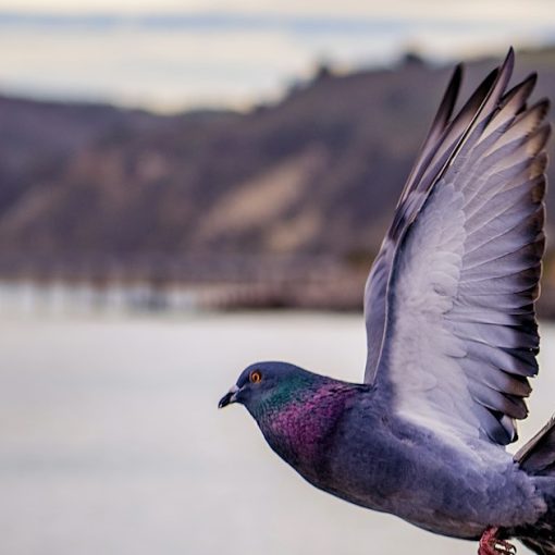 Grey pigeon on flight above the lake, illustrating pigeons flying phones into prison