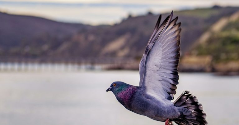 Grey pigeon on flight above the lake, illustrating pigeons flying phones into prison