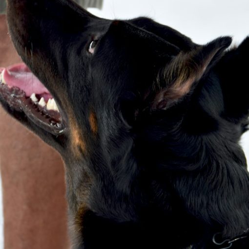 Short-coated black dog, illustrating a K9 finding phones in a Tulsa jail
