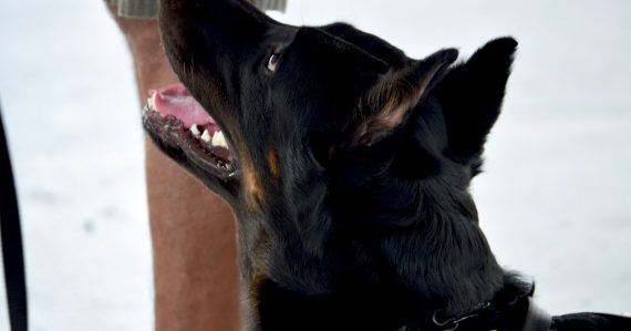 Short-coated black dog, illustrating a K9 finding phones in a Tulsa jail
